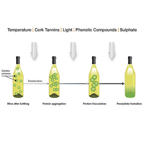 El proceso de formación de turbidez debido a las proteínas del vino